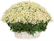 Цветочная композиция из Ромашки в корзине #REPLACE_PRED# Сергиевск
